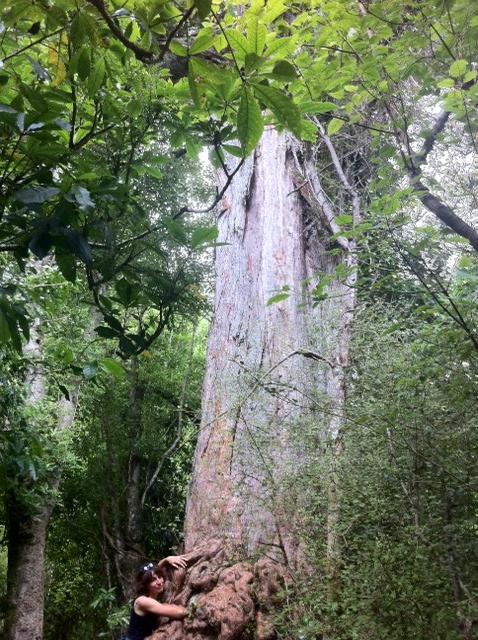 26 December 2010 à 14h48 - Le Totara - Un arbre géant natif de Nouvelle Zélande